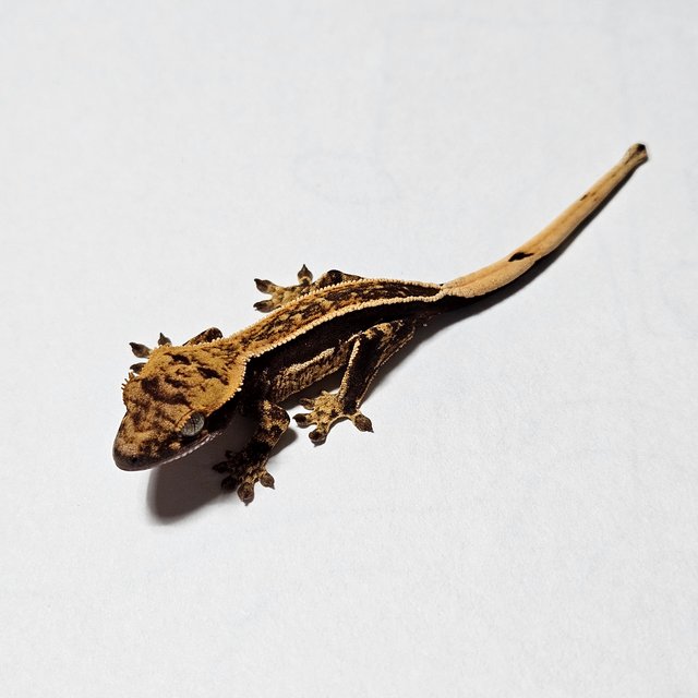 다크 풀핀 엠티백 쿼드 슈퍼스트라이프