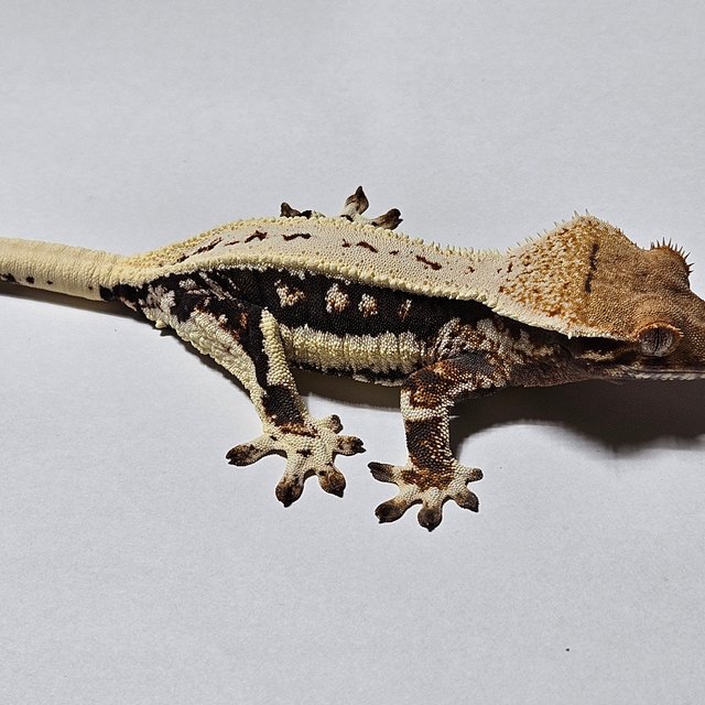 다크 풀핀 릴리화이트