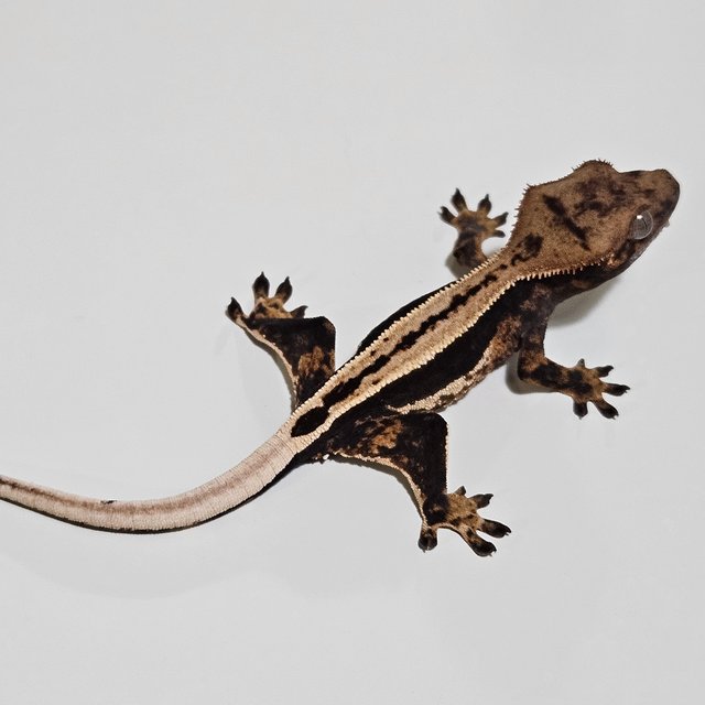 노멀 다크 쿼드 풀핀 슈퍼스트라이프