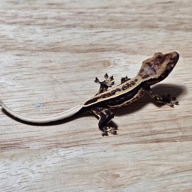 다크 슈퍼스트라이프 풀핀 노멀 쿼드