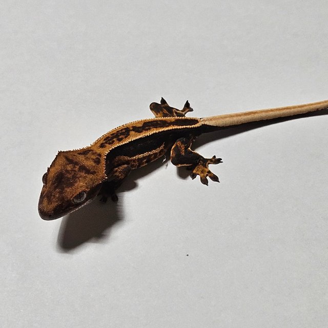 다크 풀핀 슈퍼스트라이프 쿼드 노멀