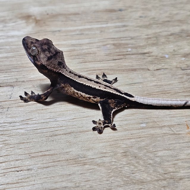 노멀 다크 쿼드 풀핀 슈퍼스트라이프