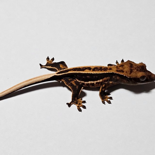 다크 풀핀 슈퍼스트라이프 쿼드 노멀