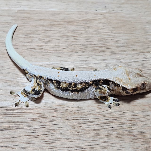 트라이 릴리화이트