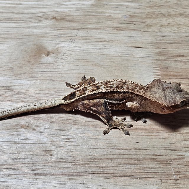 노멀 크림시클 팬텀