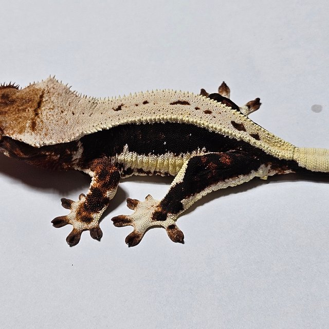 다크 릴리화이트 풀핀