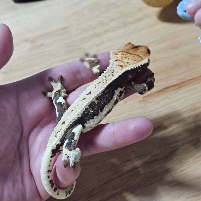 다크 릴리화이트