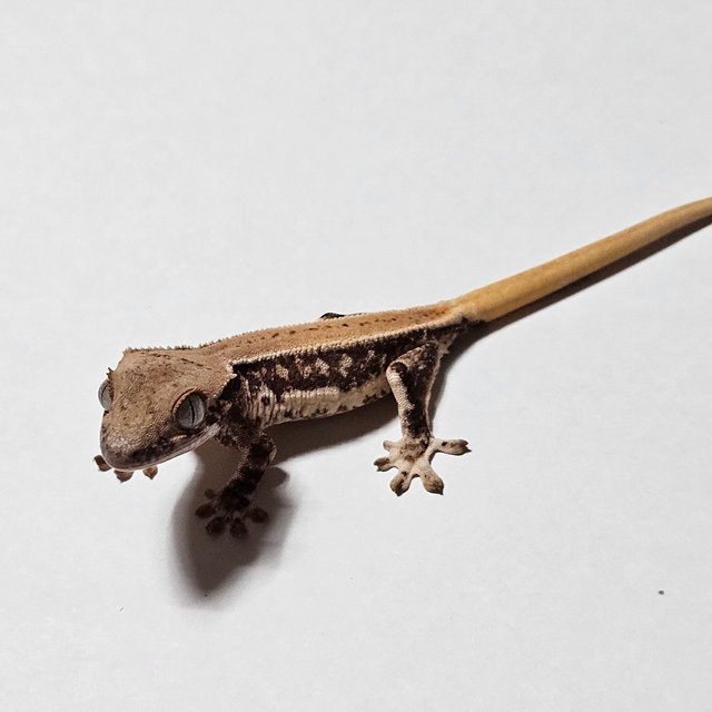 트라이 릴리화이트