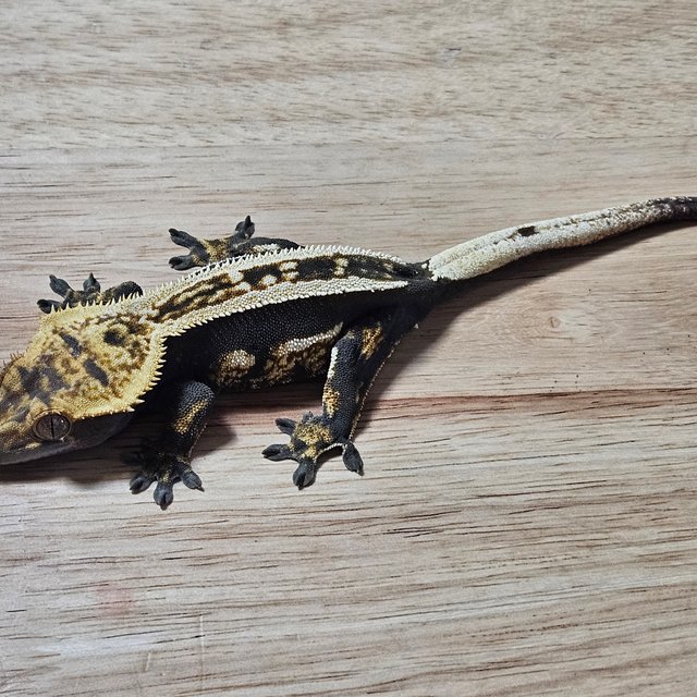 엠티백 슈퍼스트라이프 다크 쿼드 화이트핀