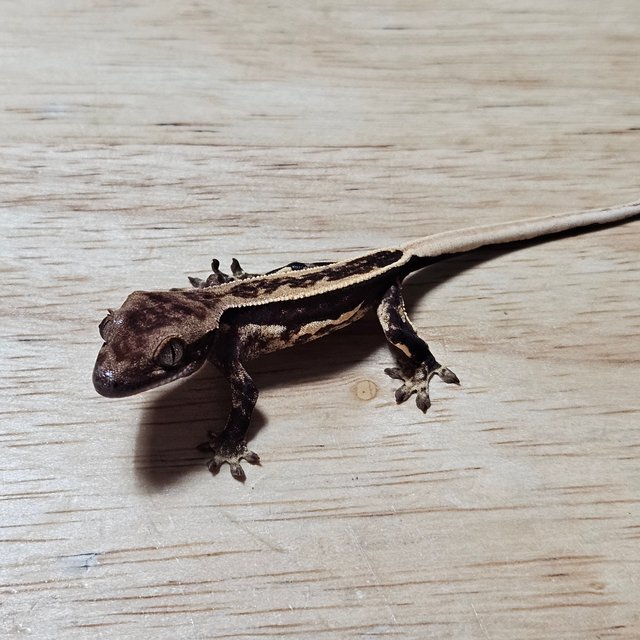 다크 풀핀 슈퍼스트라이프 쿼드 노멀