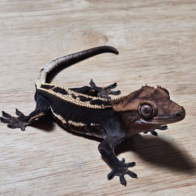 다크 노멀 풀핀 엠티백 쿼드