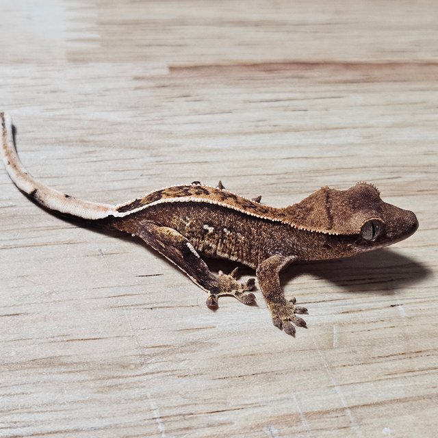 노멀 크림시클