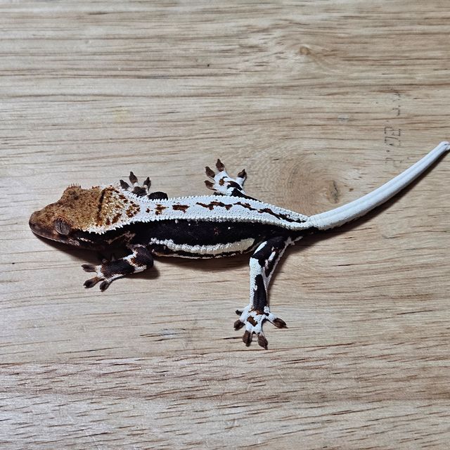 다크 릴리화이트 풀핀