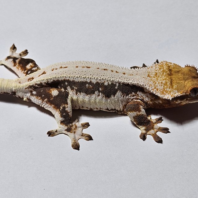 풀핀 릴리화이트