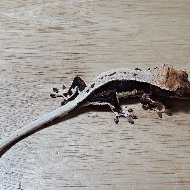 다크 릴리화이트