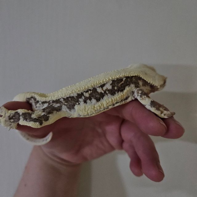 릴리화이트