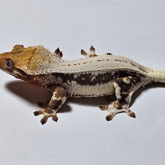 풀핀 릴리화이트