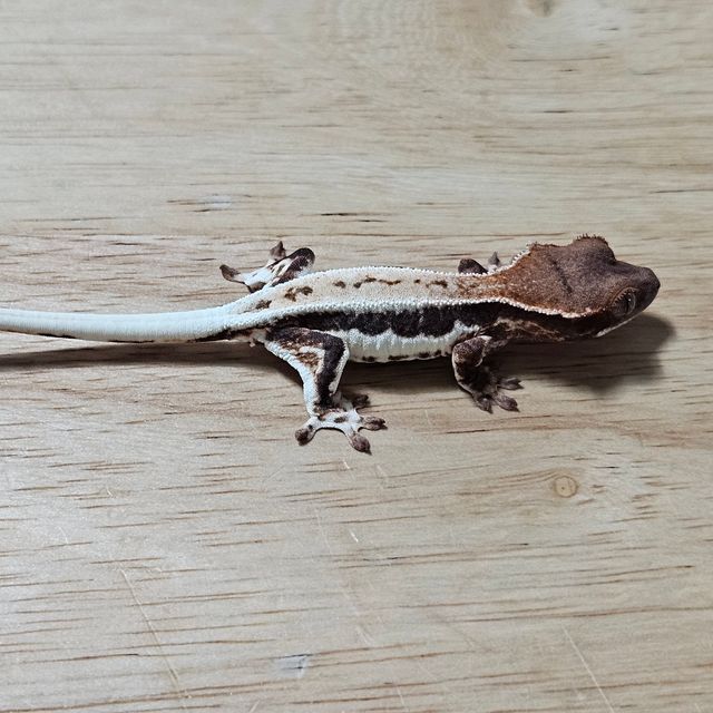 프라푸치노