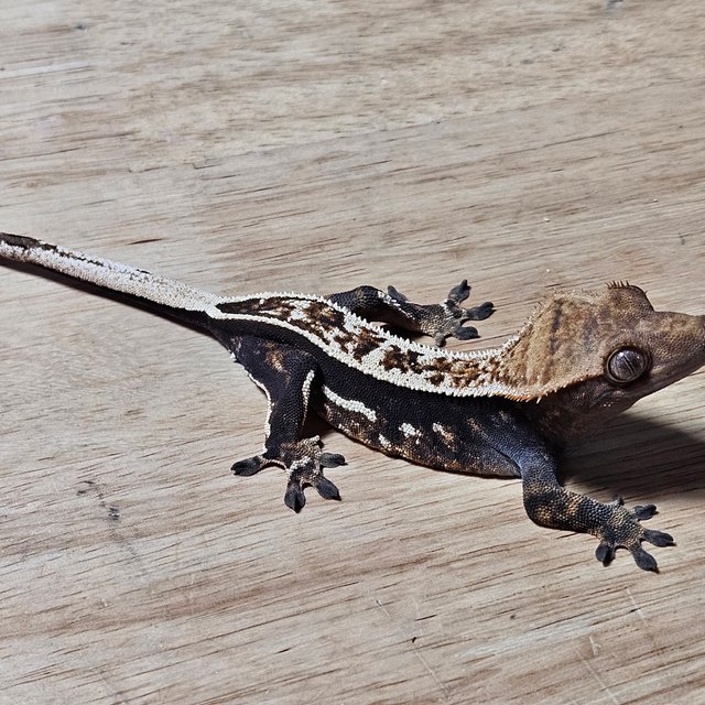 노멀 다크 풀핀 엠티백