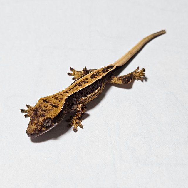 노멀 엠티백 쿼드 슈퍼스트라이프 풀핀 다크