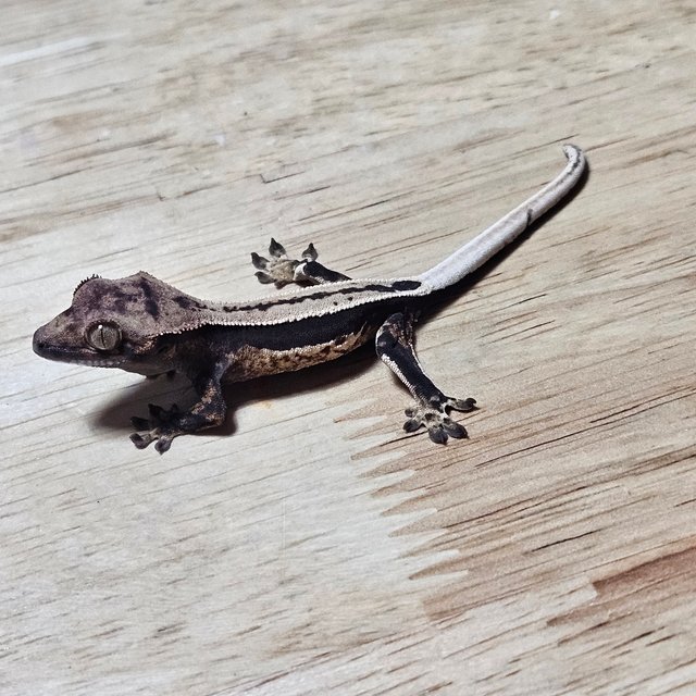 노멀 다크 쿼드 풀핀 슈퍼스트라이프