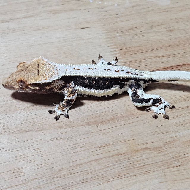 다크 풀핀 릴리화이트