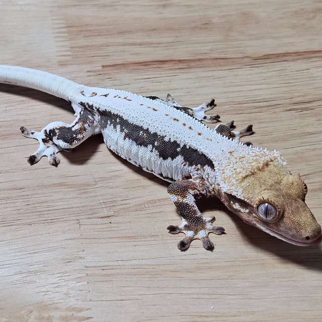 릴리화이트