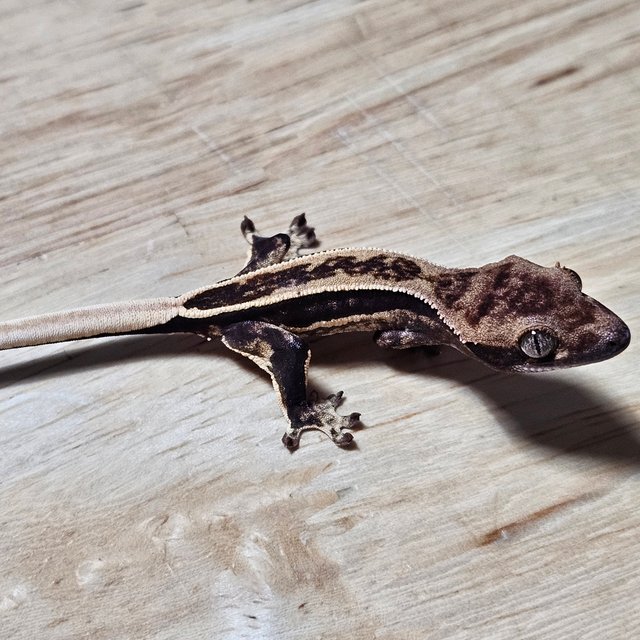 다크 풀핀 슈퍼스트라이프 쿼드 노멀