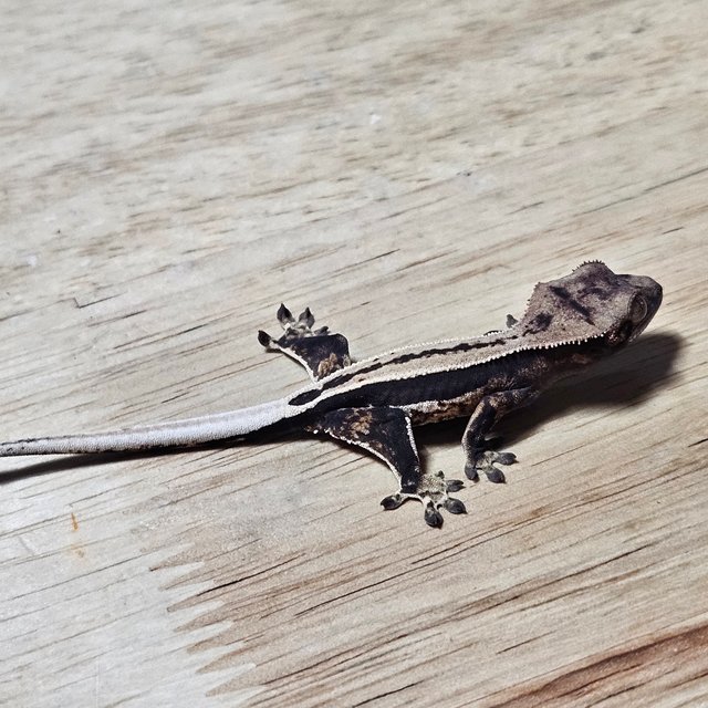 노멀 다크 쿼드 풀핀 슈퍼스트라이프