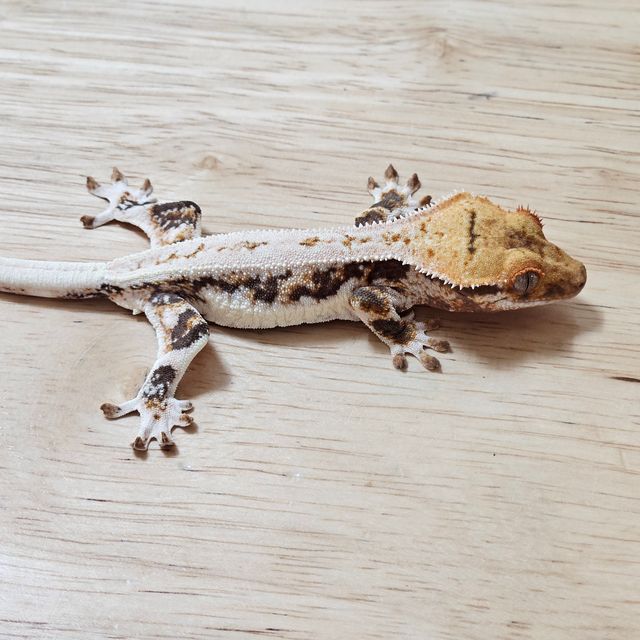 릴리화이트 트라이