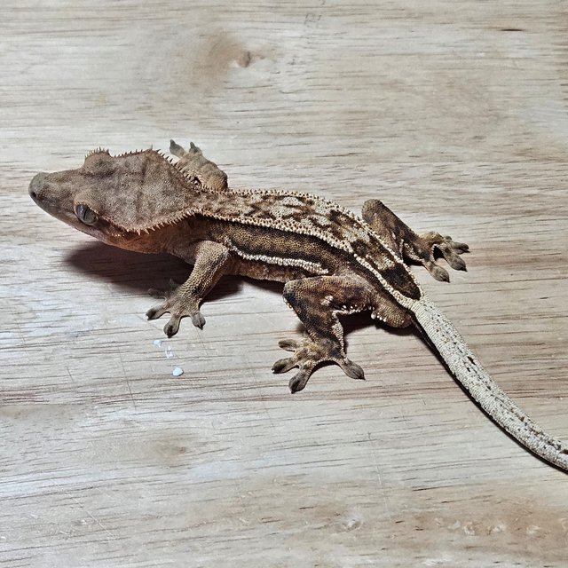 노멀 크림시클 팬텀