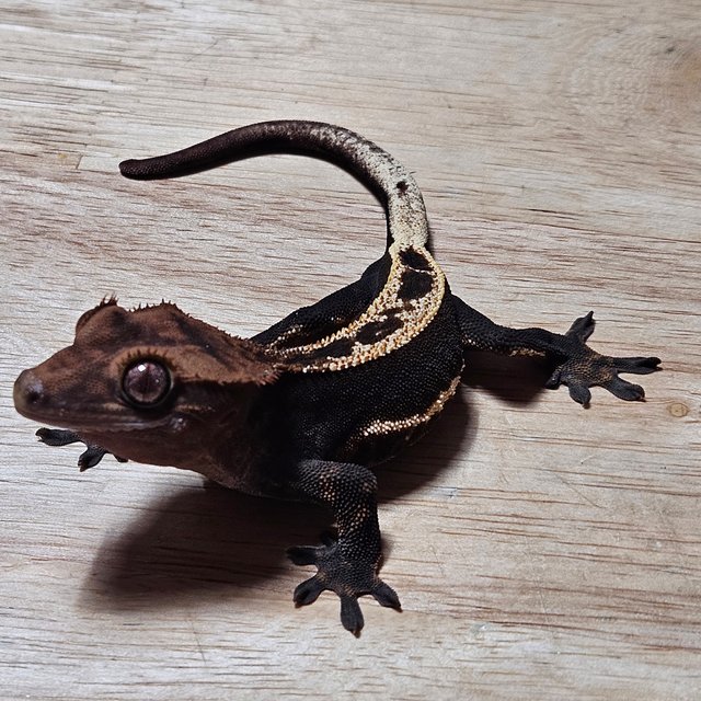 다크 노멀 풀핀 엠티백 쿼드