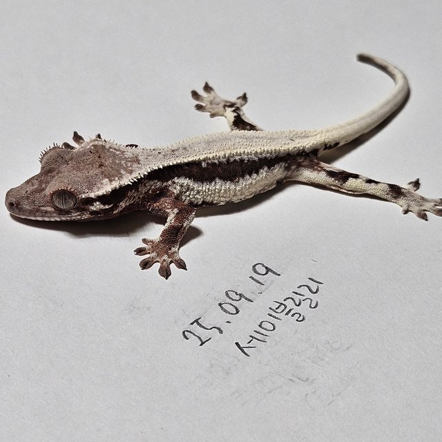 풀핀 릴리 세이블