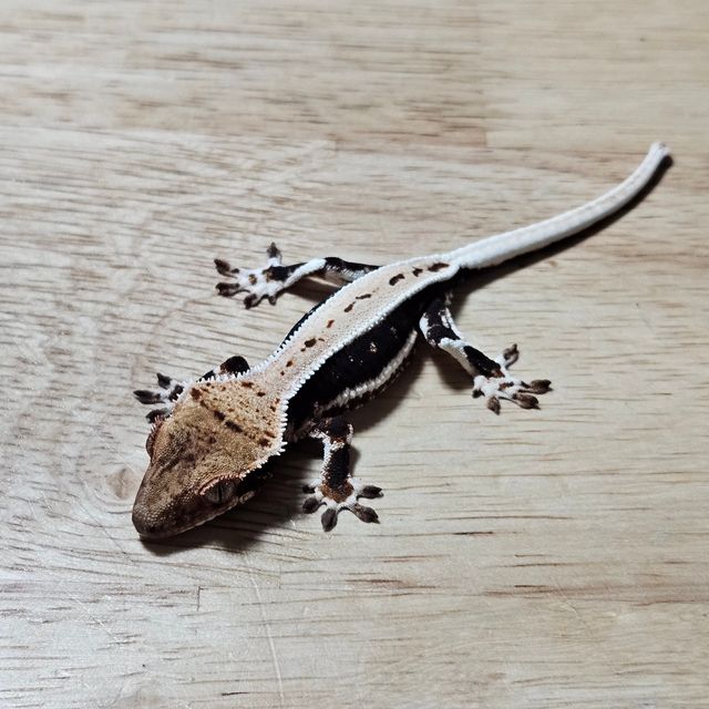 다크 릴리화이트 풀핀