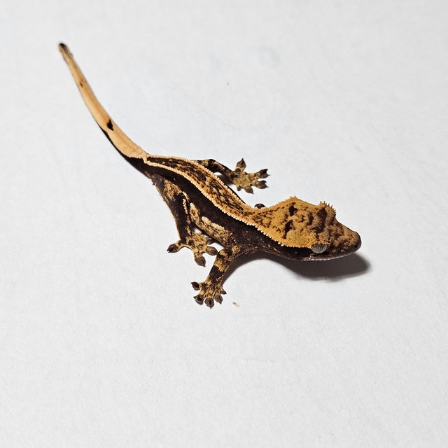 다크 풀핀 엠티백 쿼드 슈퍼스트라이프