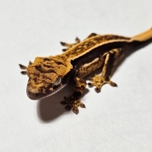 다크 풀핀 엠티백 쿼드 슈퍼스트라이프