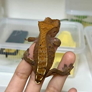 달마시안 카푸치노