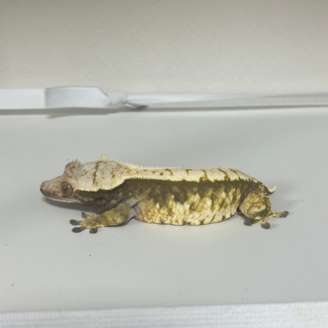 노멀 트라이 익스트림할리퀸