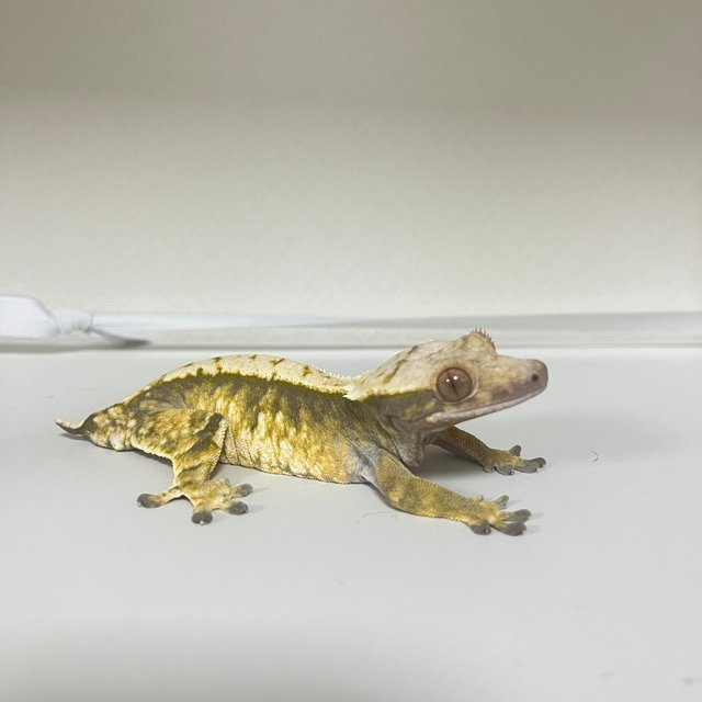 노멀 트라이 익스트림할리퀸