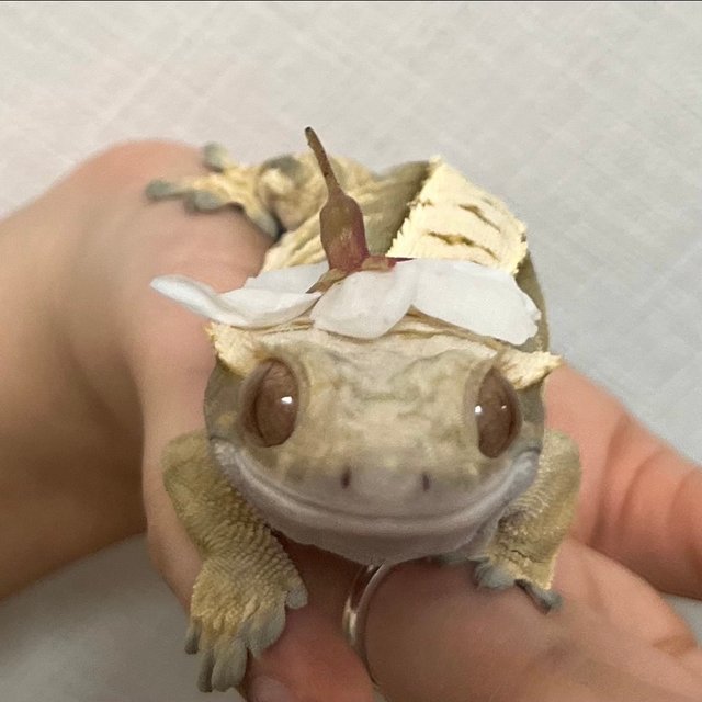 노멀 트라이 익스트림할리퀸