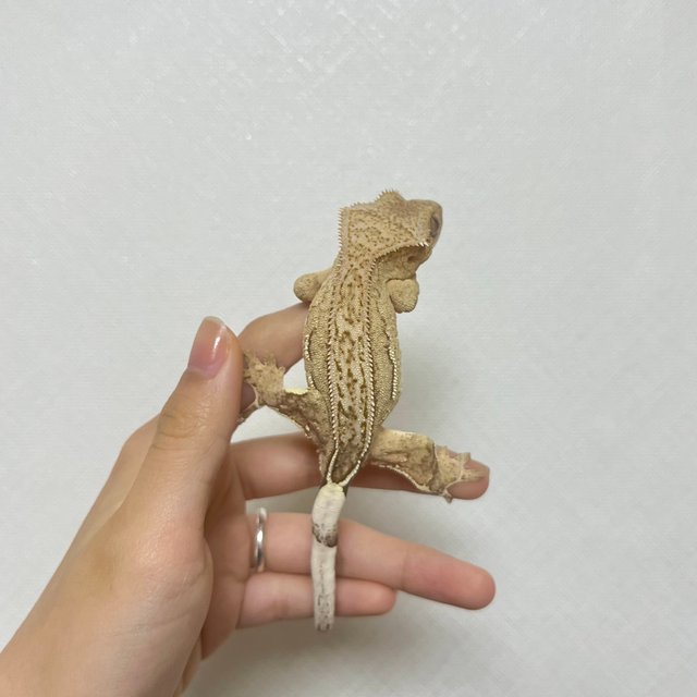 노멀 크림 옐로우 팬텀 쿼드