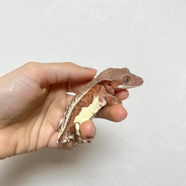 레드 스트로베리 팬텀 릴리화이트