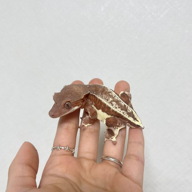 레드 스트로베리 팬텀 릴리화이트