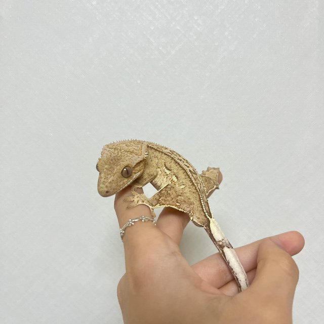 노멀 크림 옐로우 팬텀 쿼드