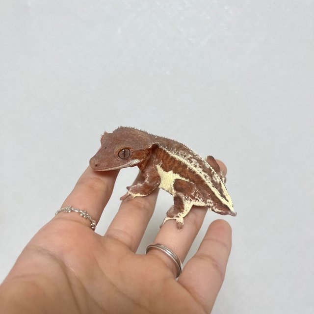 레드 스트로베리 팬텀 릴리화이트