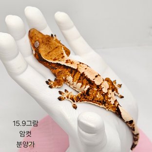 텐저린 트라이