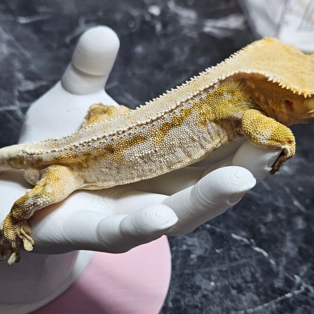 노멀 릴리화이트 트라이 드리피 화이트포트홀 화이트