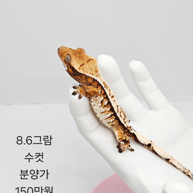 트라이 텐저린