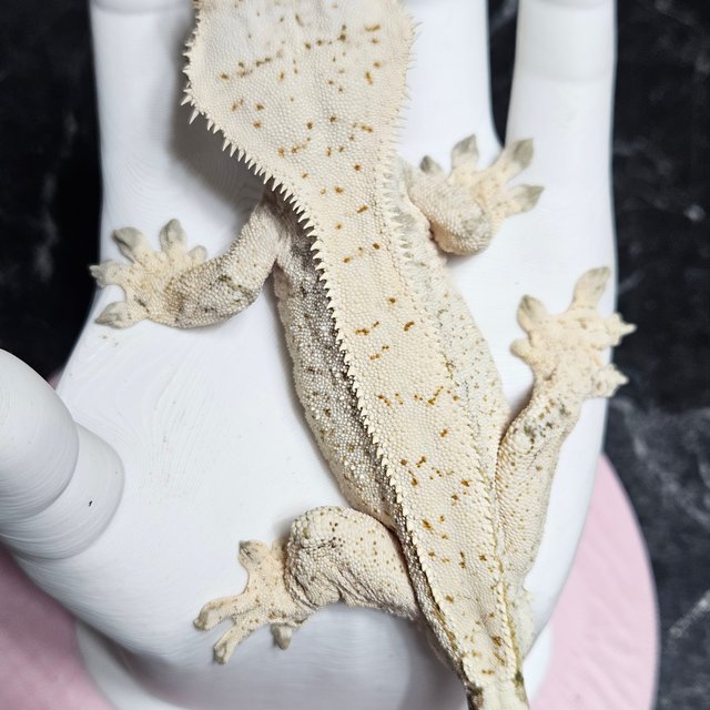 릴리화이트 트라이 화이트스팟 화이트