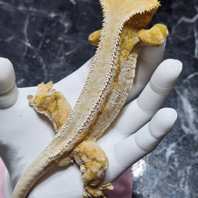 노멀 릴리화이트 트라이 드리피 화이트포트홀 화이트